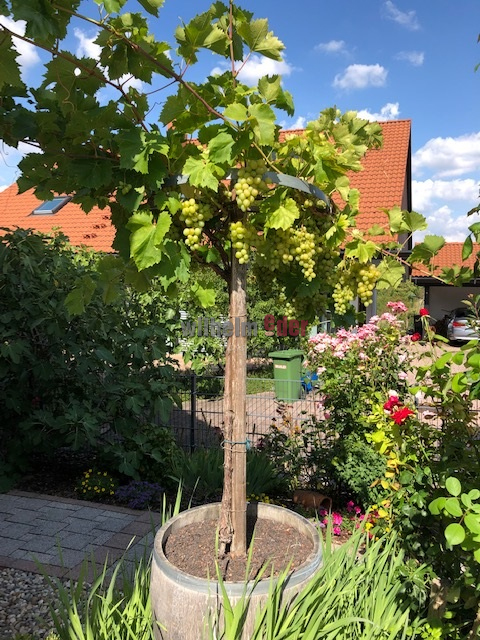 blumenkuebel_rebe_kletterpflanze_weinfass